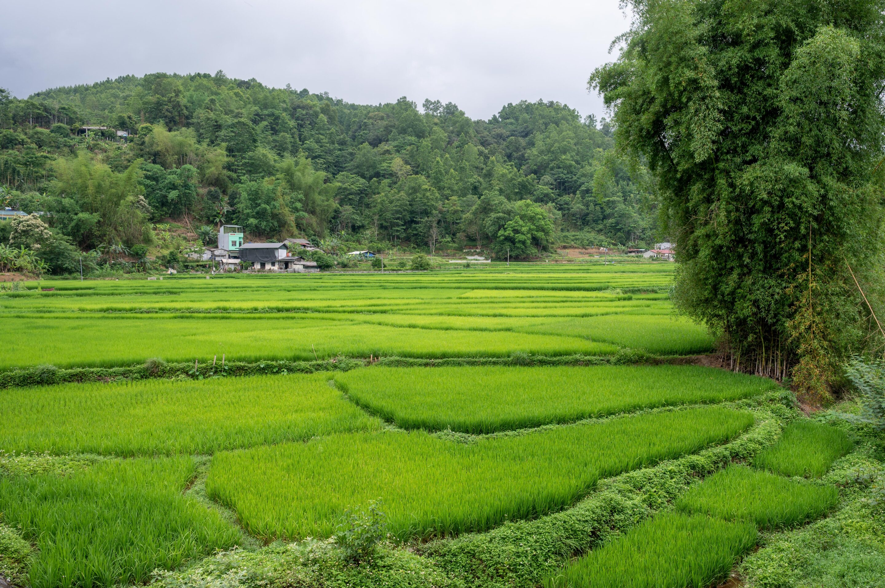 Ha Giang Loop 3